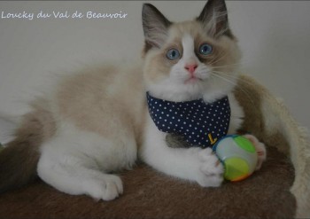 mâle seal bicolour - Chatterie Ragdolls du Val de Beauvoir